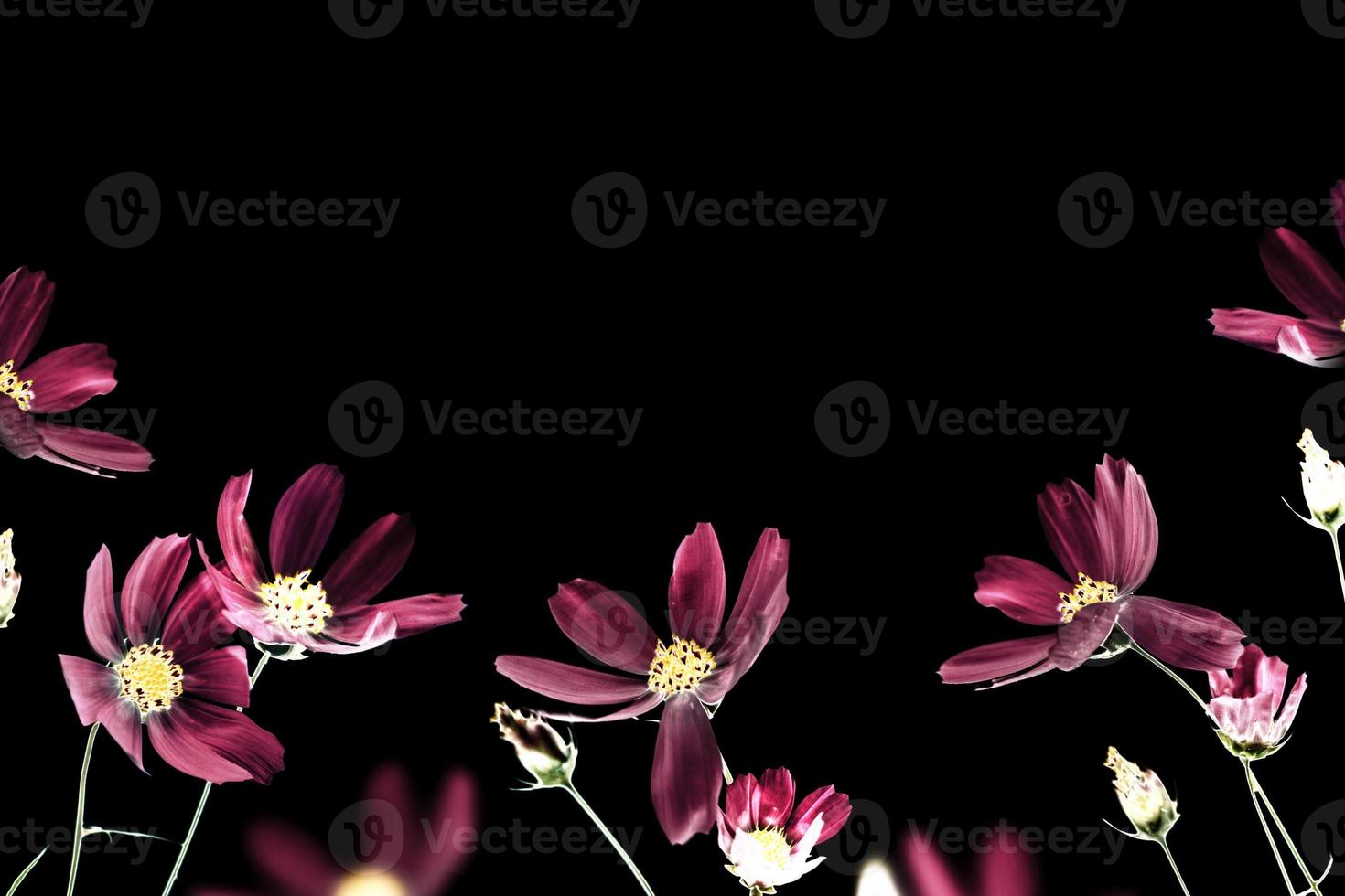 Bright colorful cosmos flowers isolated on black background. photo