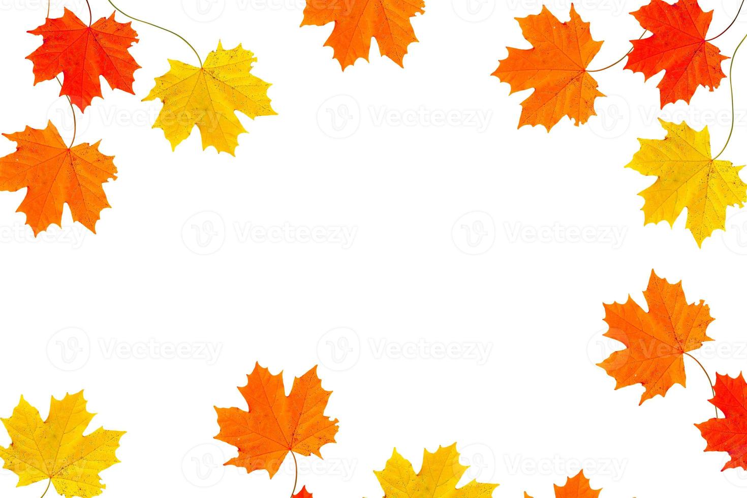 Bright colorful autumn leaves photo
