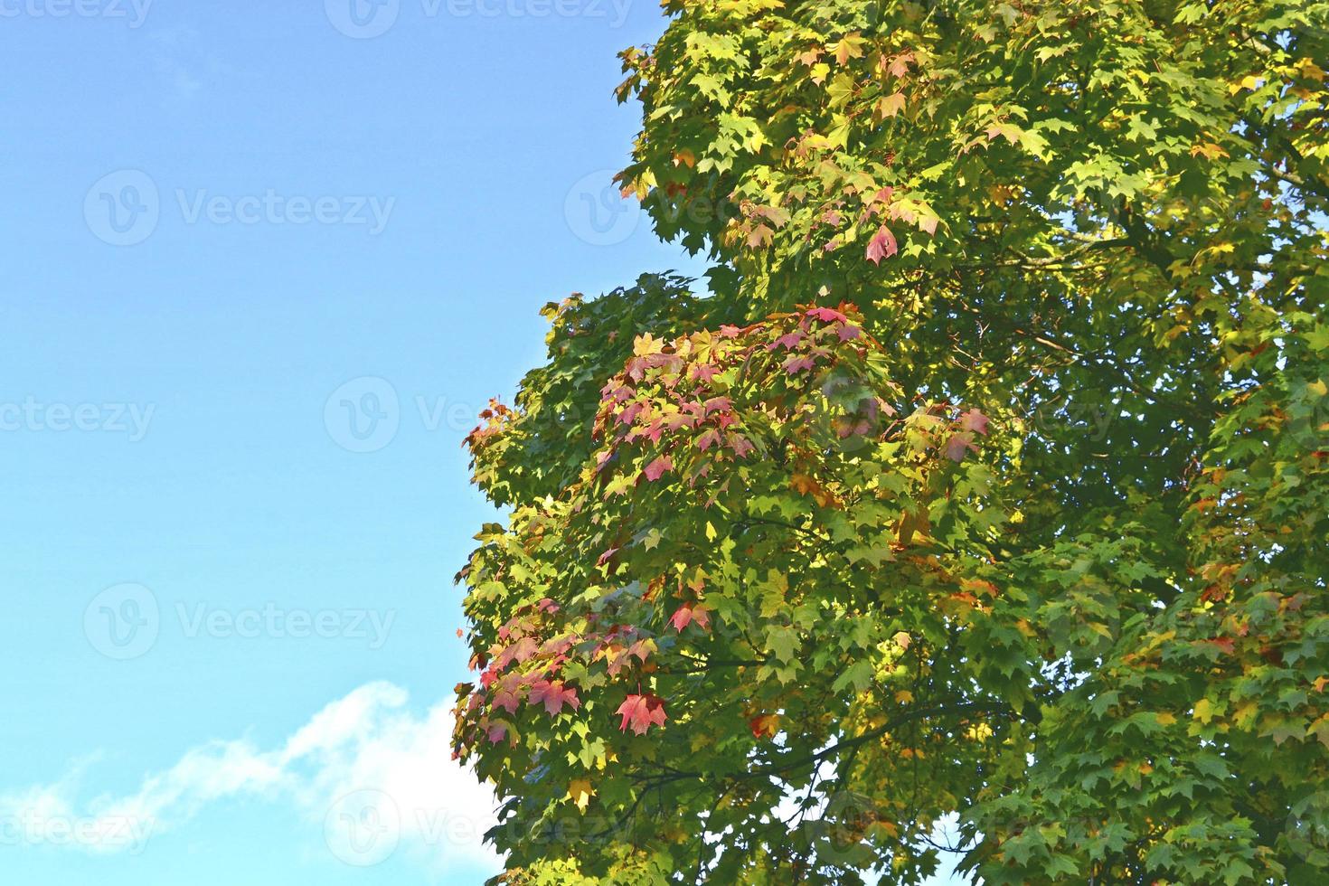 paisaje otoñal con follaje colorido brillante. verano indio. foto