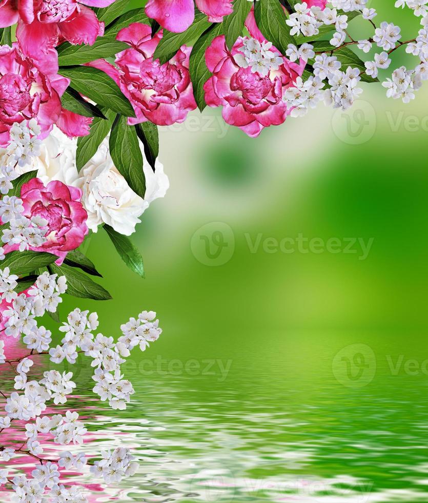 branch peony flowers photo
