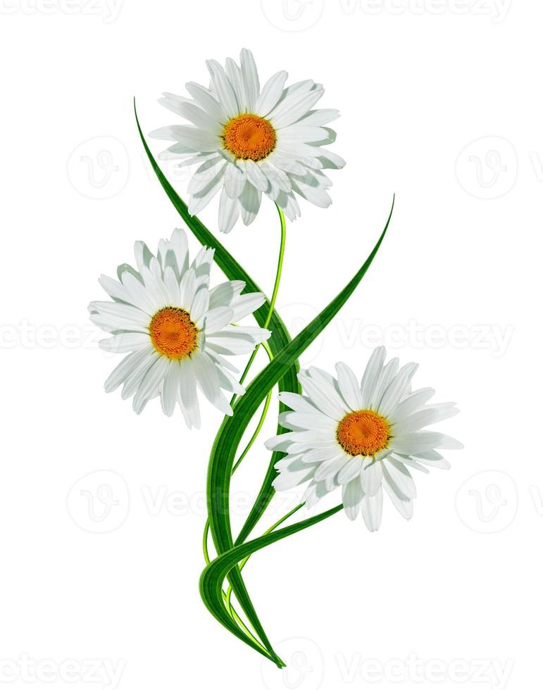 daisies summer white flower isolated on white background photo