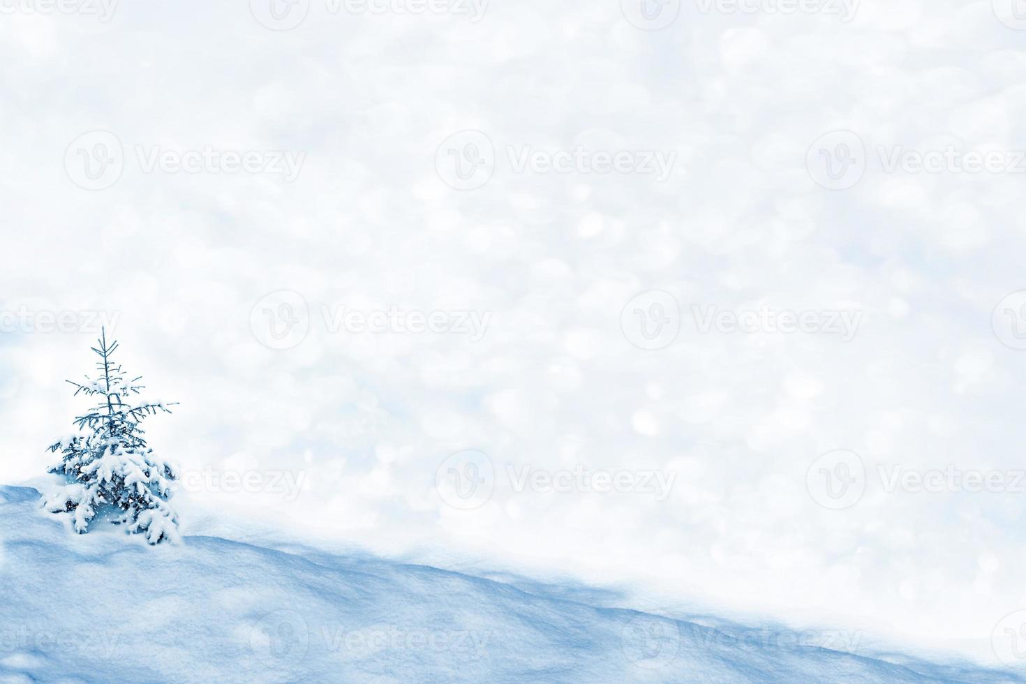 forest in the frost. Winter landscape. Snow covered trees. photo