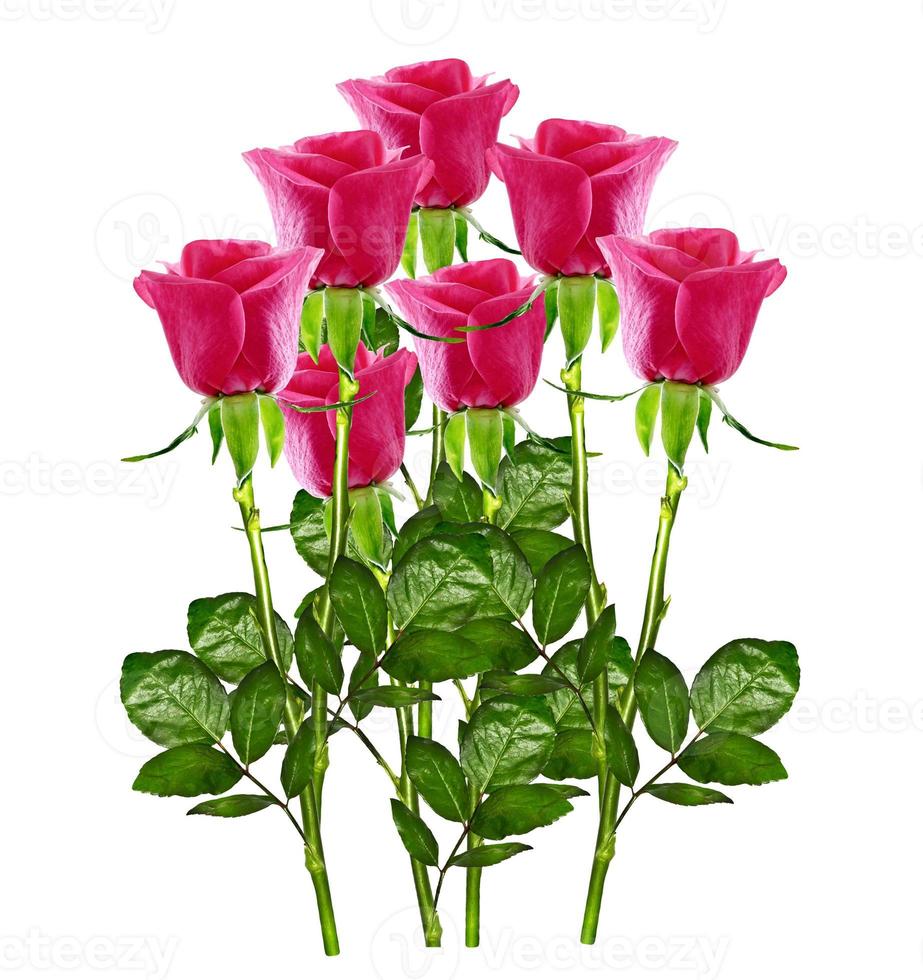 The buds of flowers roses. photo