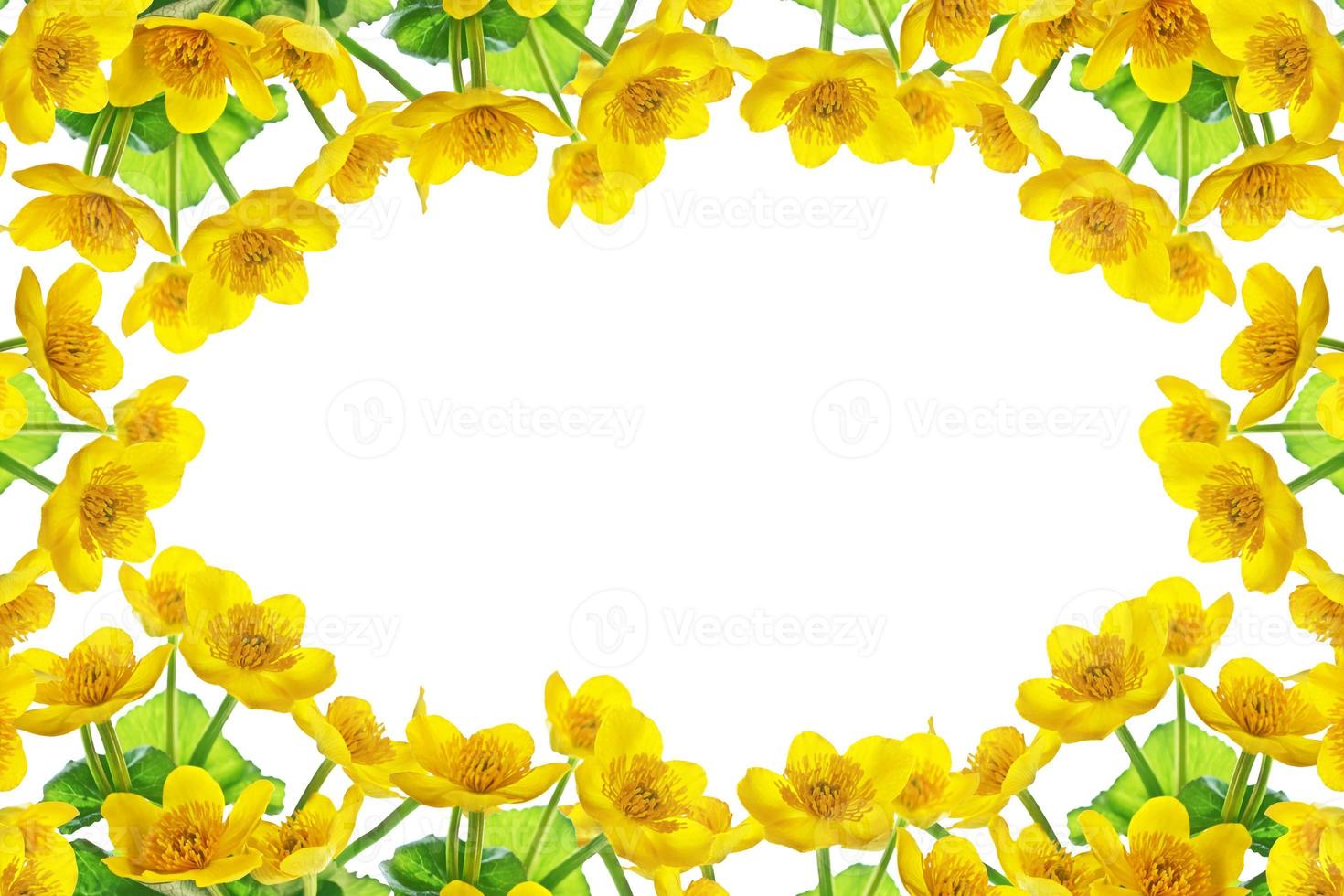 Bright yellow spring flowers on a white background. photo