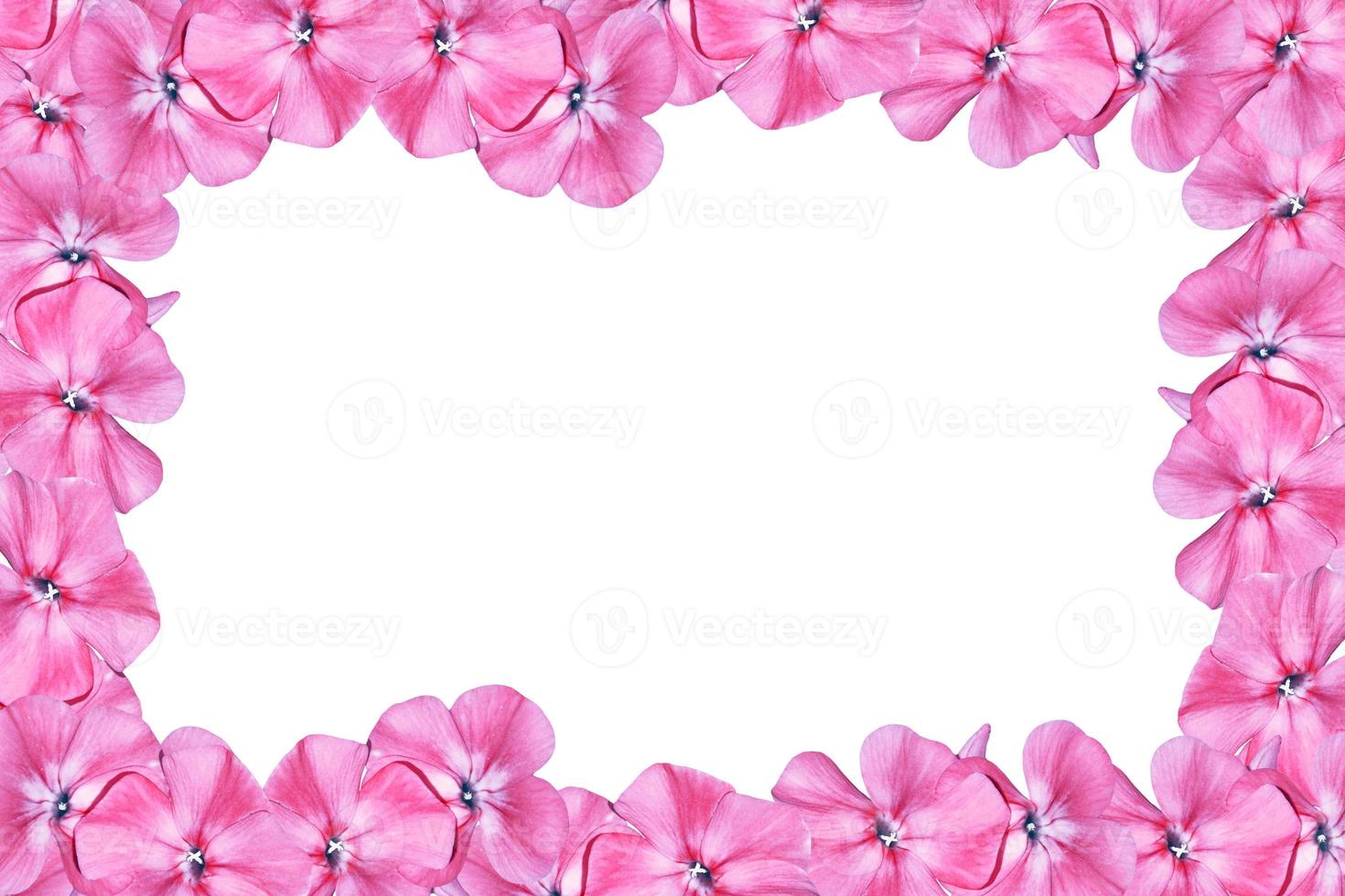 phlox isolated on a white background. Colorful flowers. photo