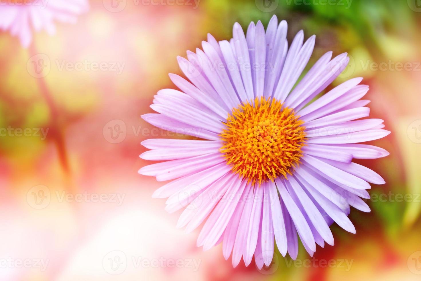 Summer landscape. Colorful blue daisy flowers photo