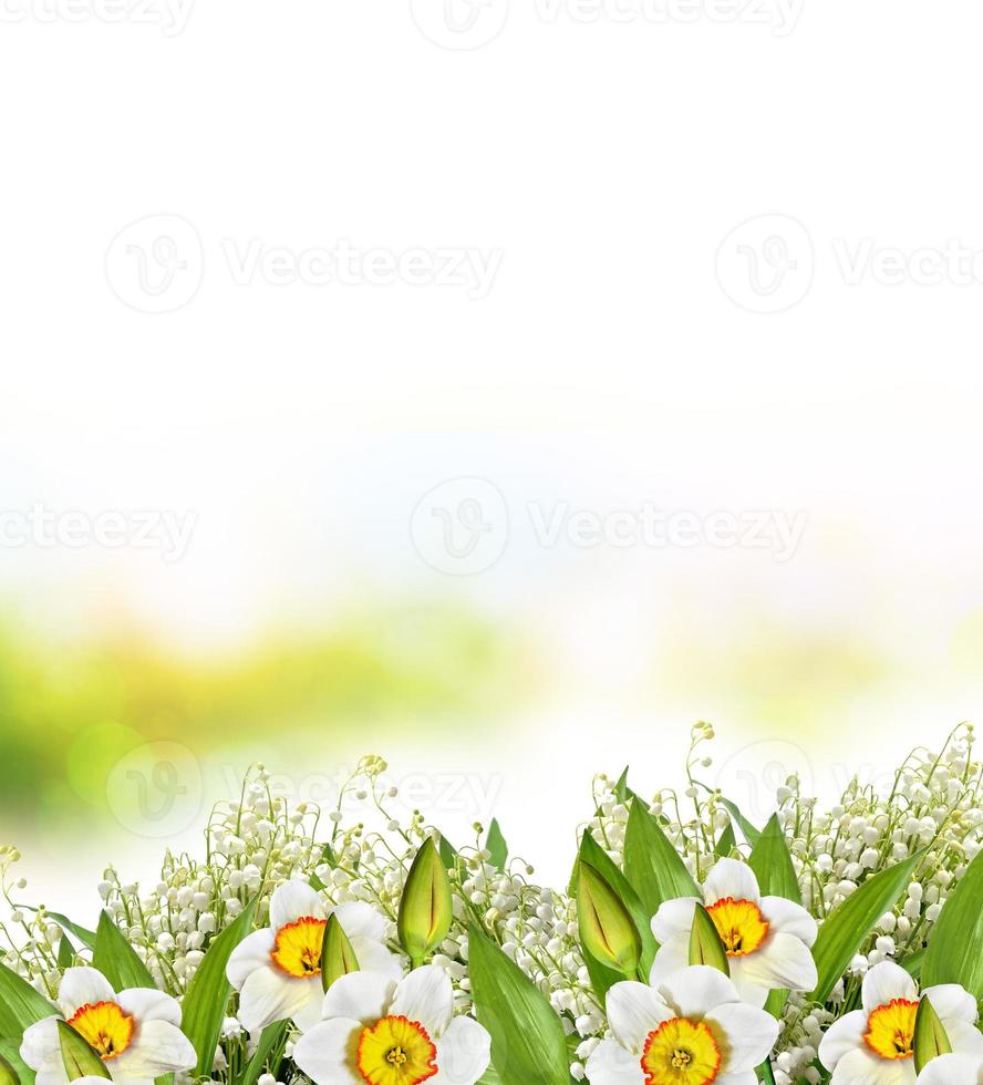 beautiful spring flowers daffodils. yellow flowers. photo