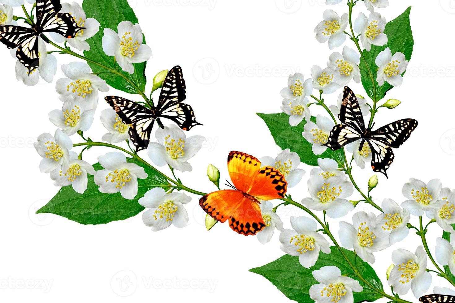 White jasmine flower. photo