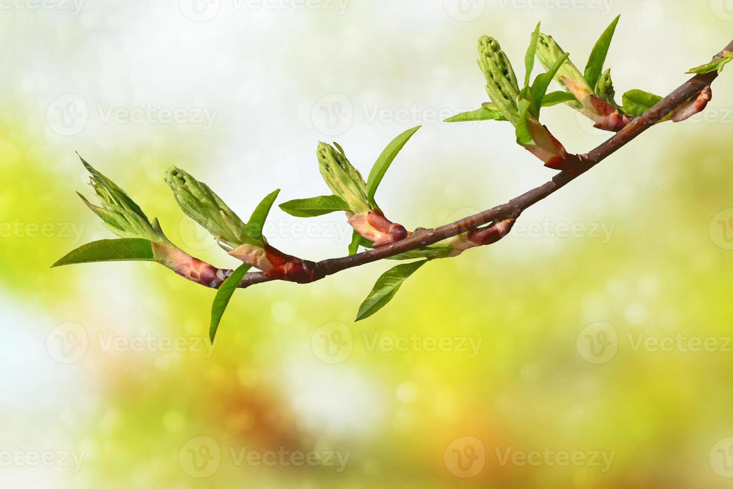 Spring. Fresh green tree leaves. photo