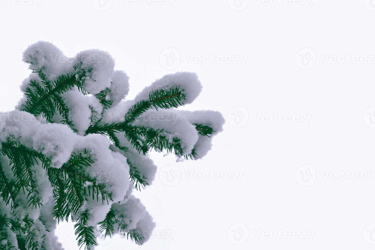 Frozen winter forest with snow covered trees. photo