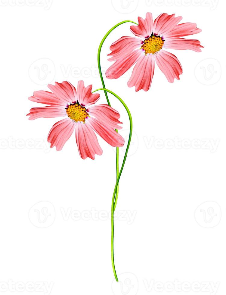 Cosmos flowers isolated on white background photo