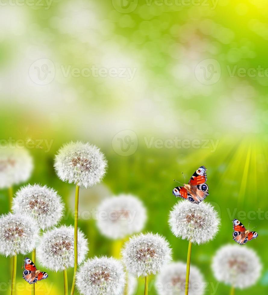 fluffy dandelion flowers on a background of the spring landscape. butterfly photo