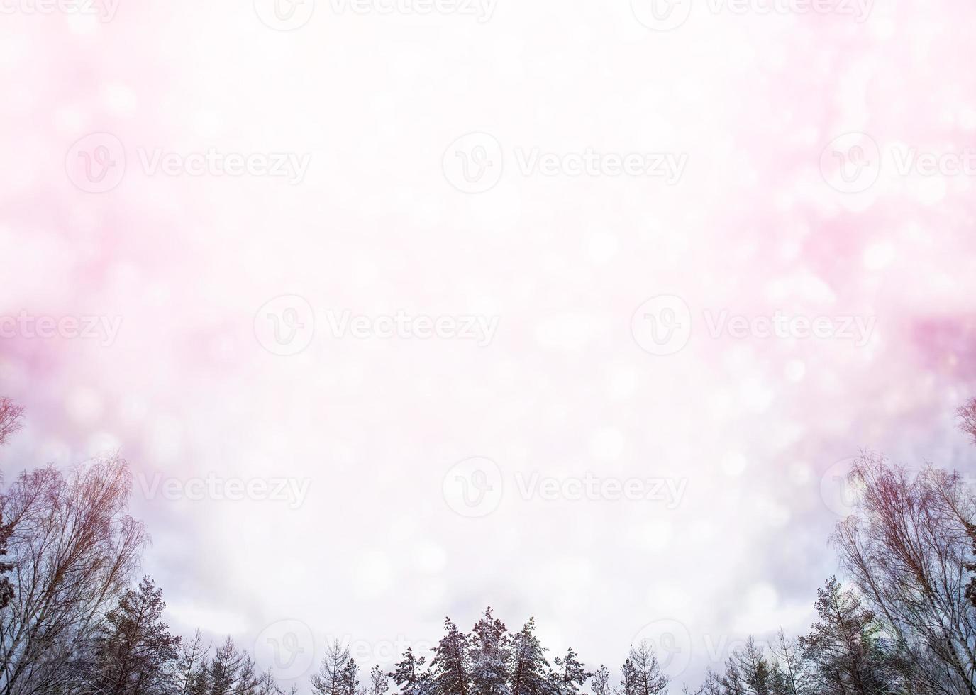 Frozen winter forest with snow covered trees. photo