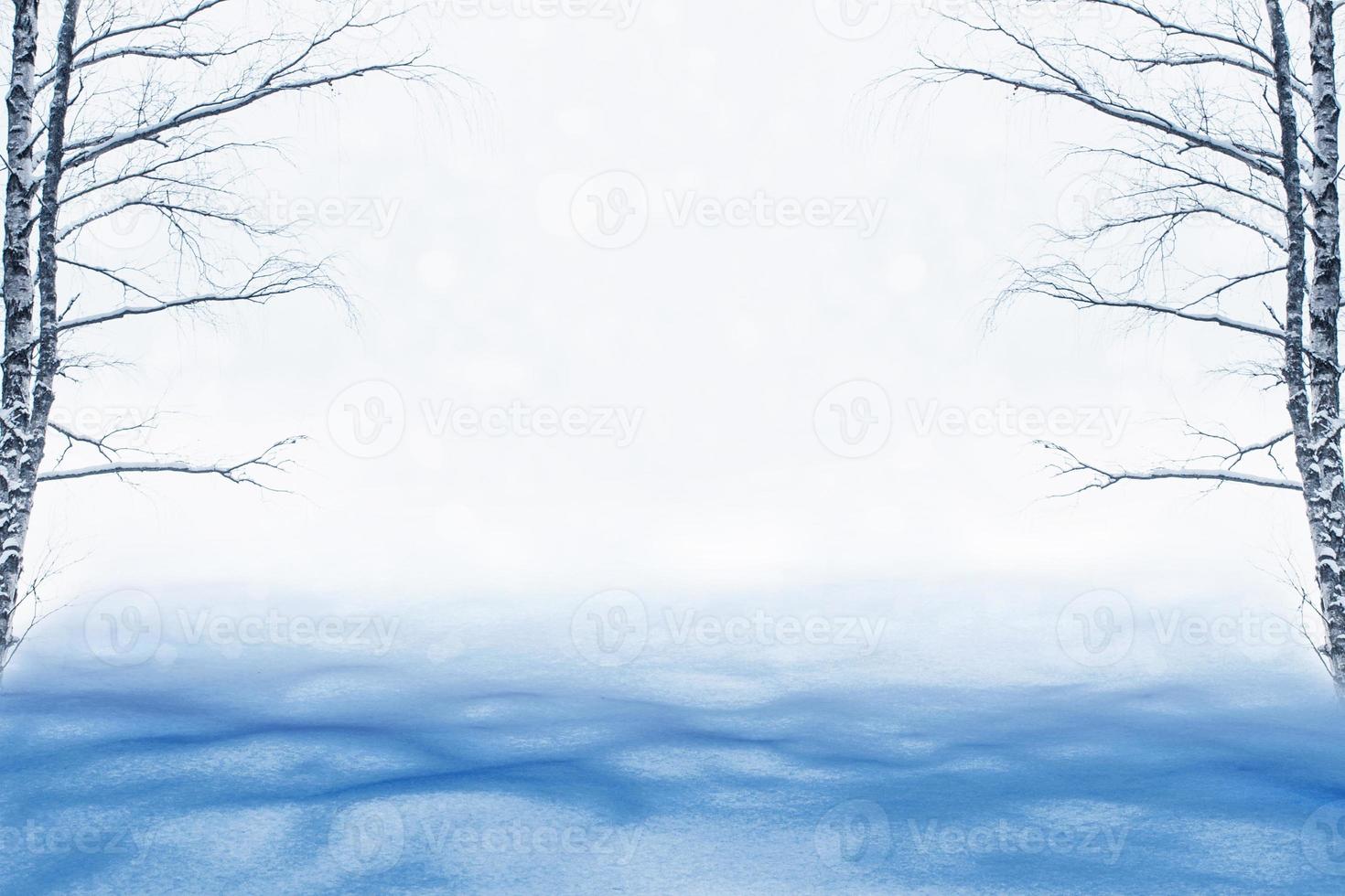 Frozen winter forest with snow covered trees. photo