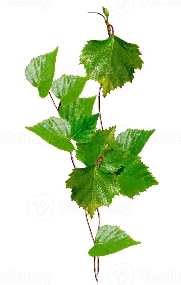 green and young birch catkins isolated on white background photo