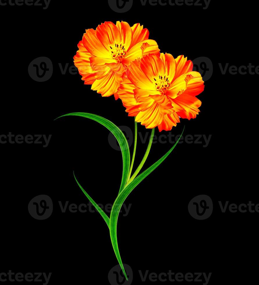 Cosmos flowers isolated on black background. photo
