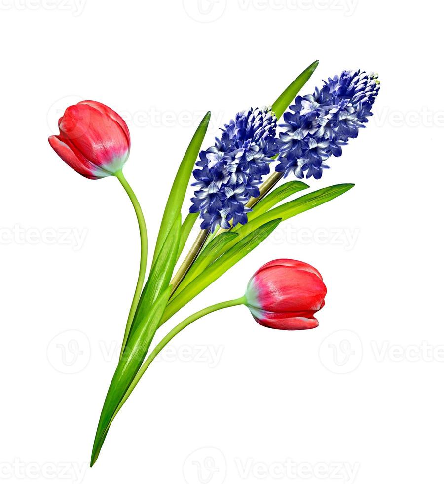 spring flowers tulips isolated on white background. photo