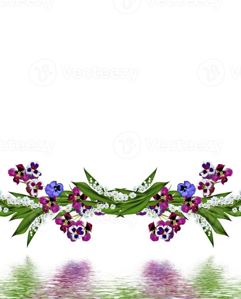 pansy flowers isolated on white background photo