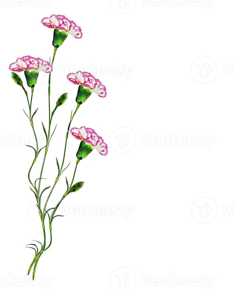 carnation flowers isolated on white background photo