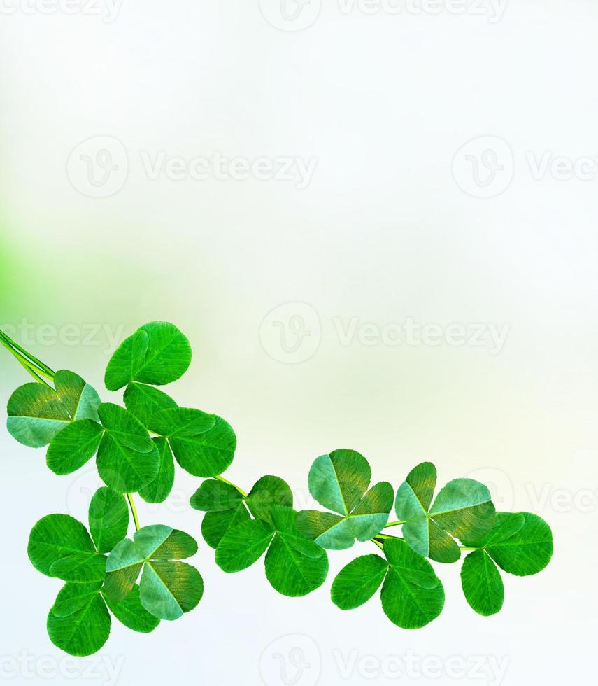 Summer landscape. Meadow. Clover. photo