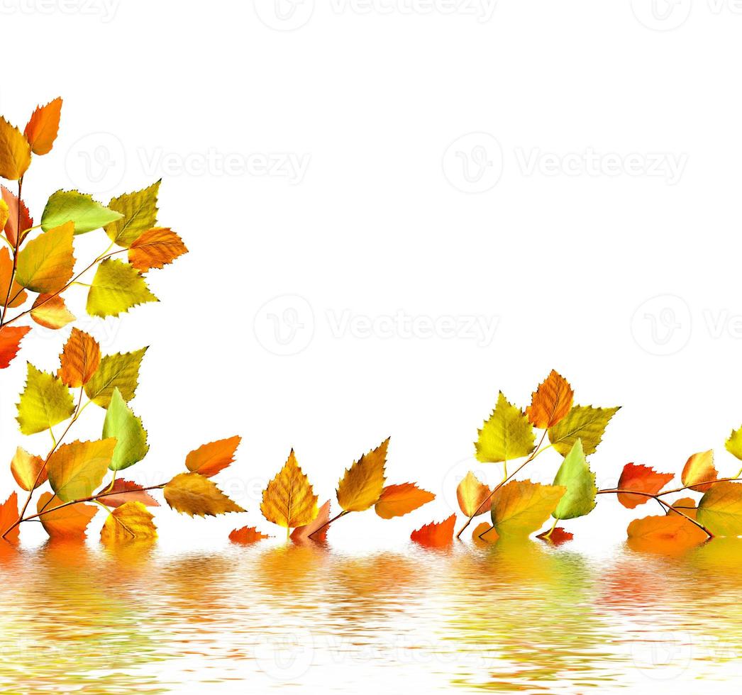 autumn leaves isolated on white background. photo