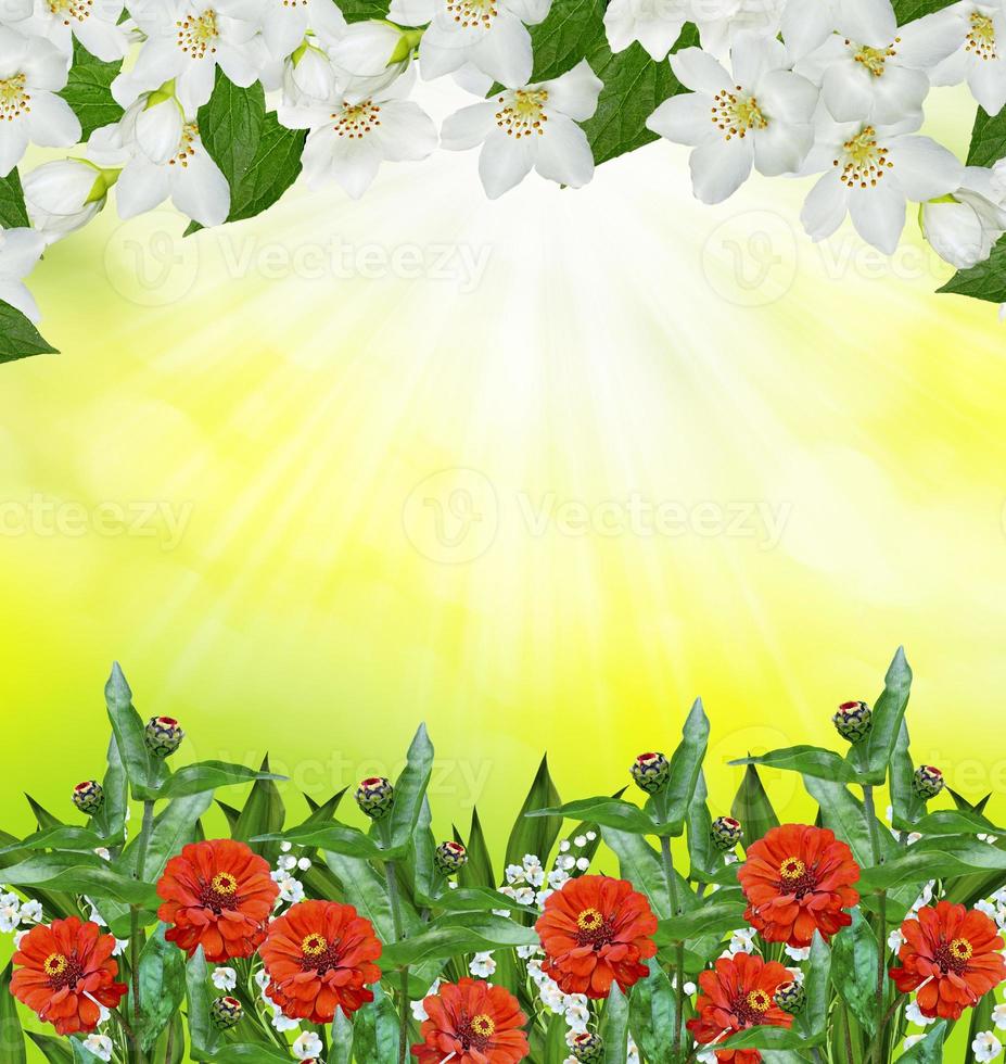 Spring landscape with delicate jasmine flowers. zinnia photo