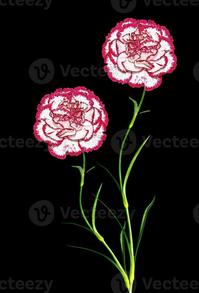 Bouquet of flowers carnation. photo