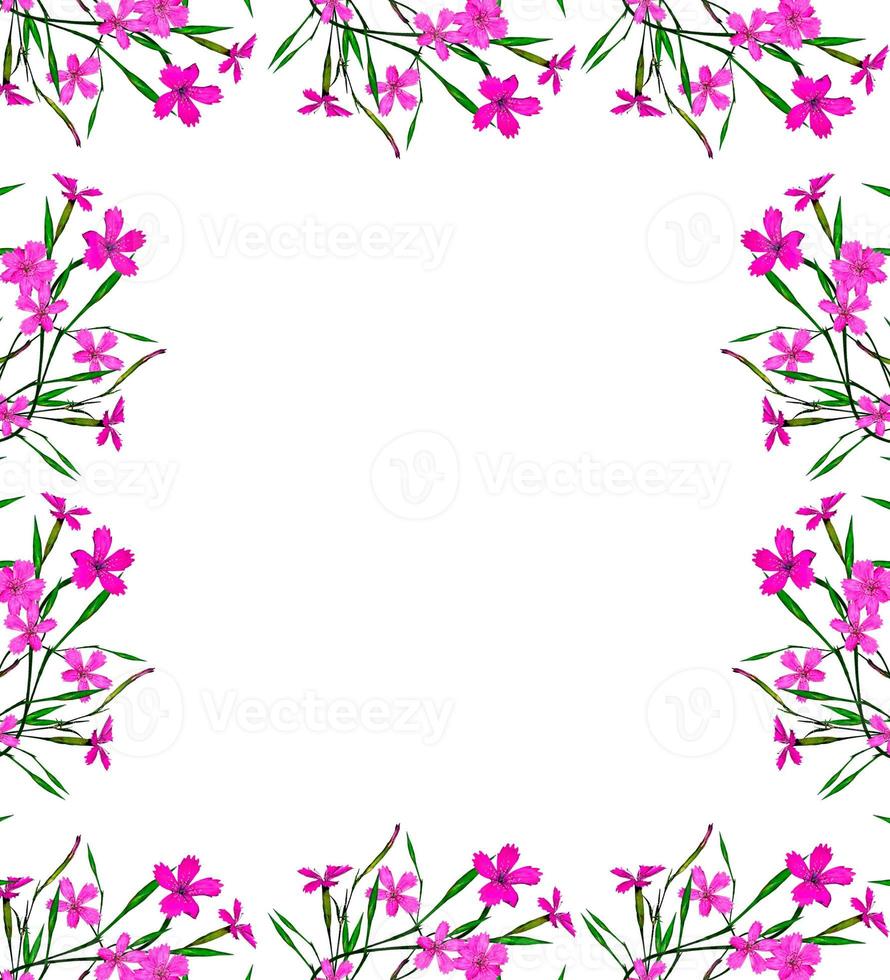 Colorful carnation flowers isolated on white background. photo