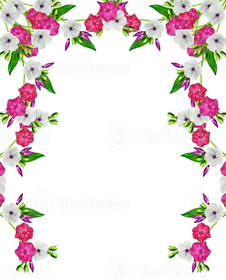 branch flower phlox isolated on a white background photo