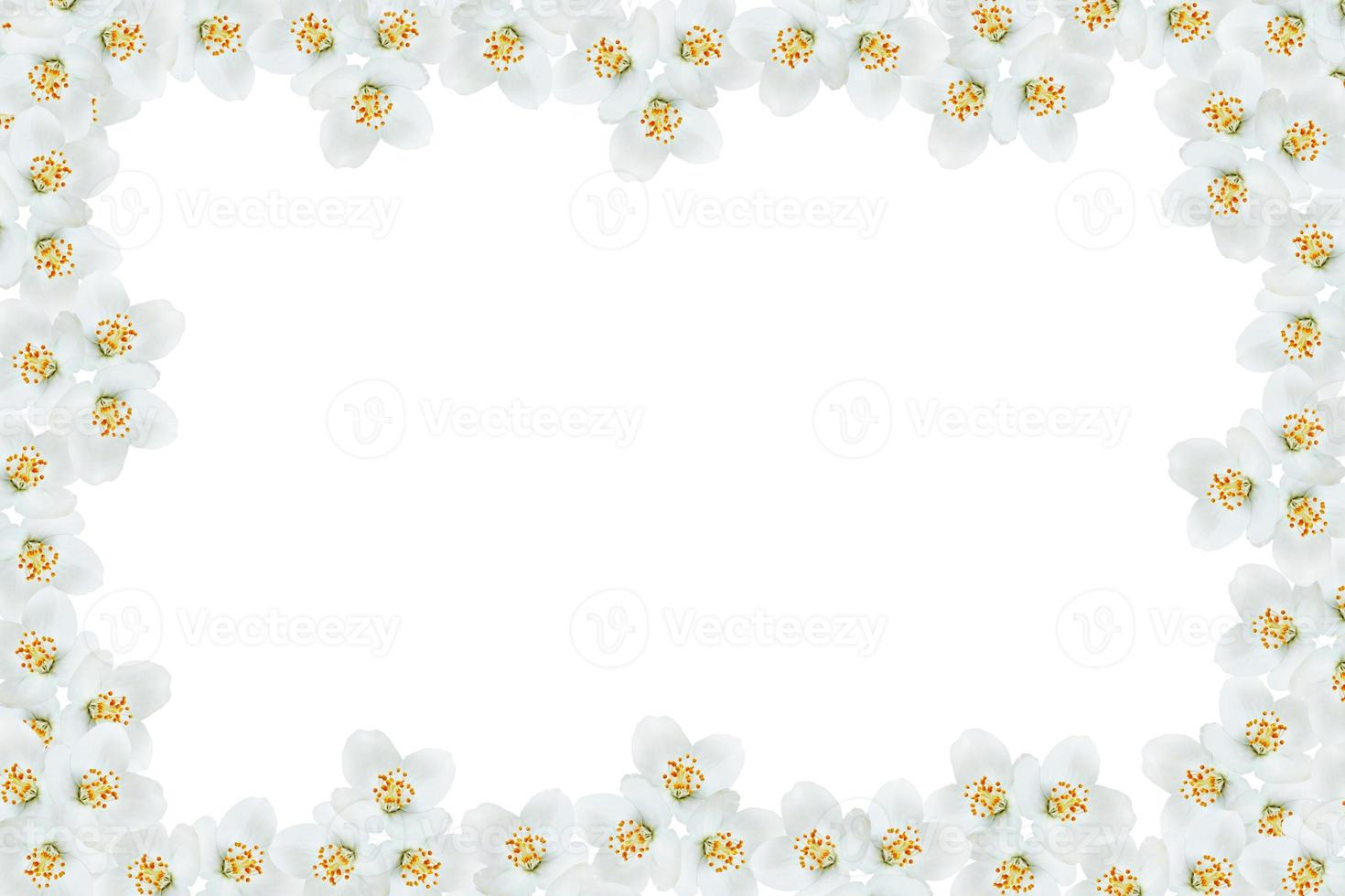 branch of jasmine flowers isolated on white background photo