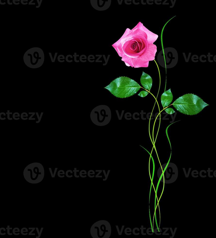 flower buds of roses isolated on black background photo