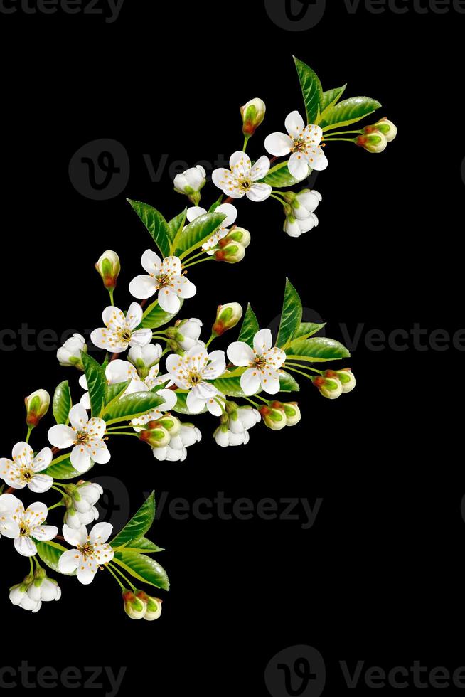 Flowering branch of apple isolated on a black background. Spring photo