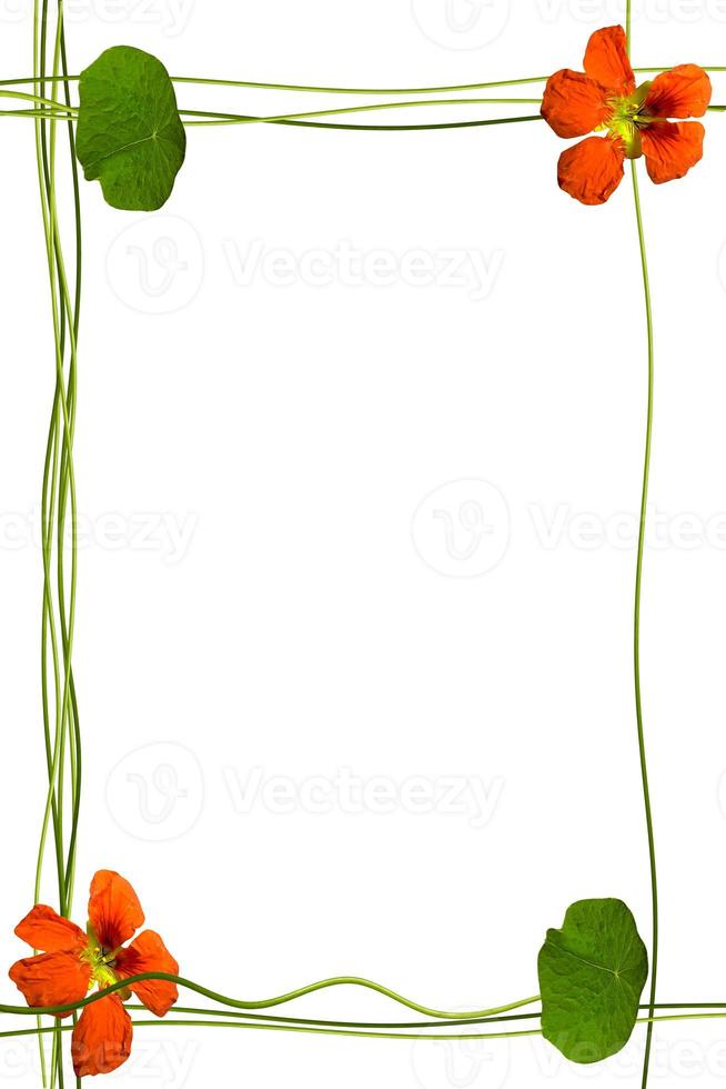 nasturtium flowers isolated on white background. Summer photo