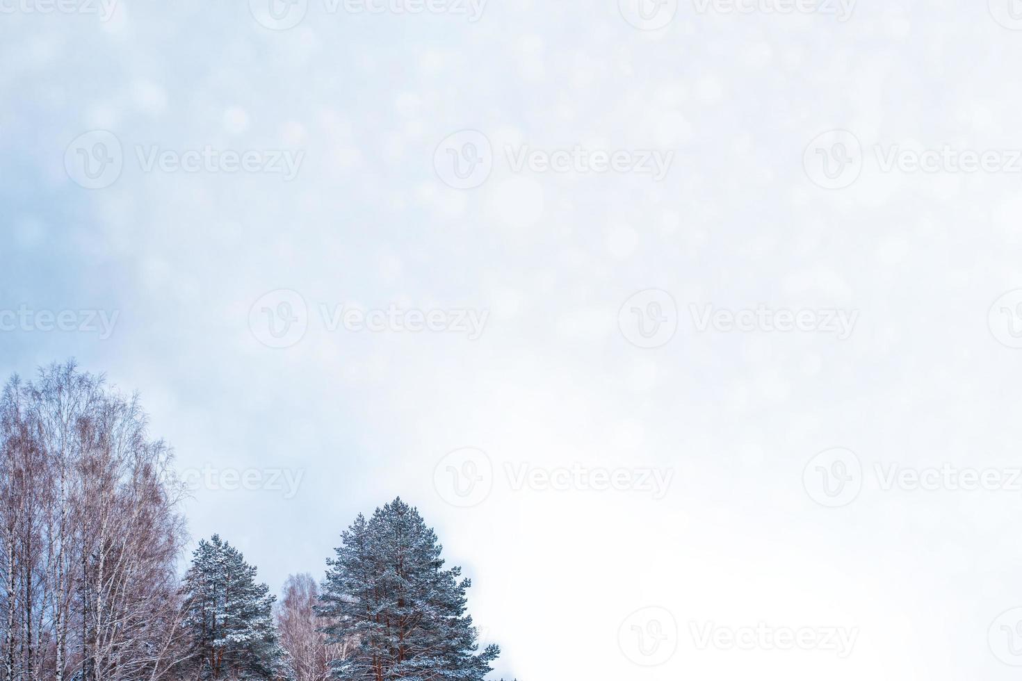 Frozen winter forest with snow covered trees. photo