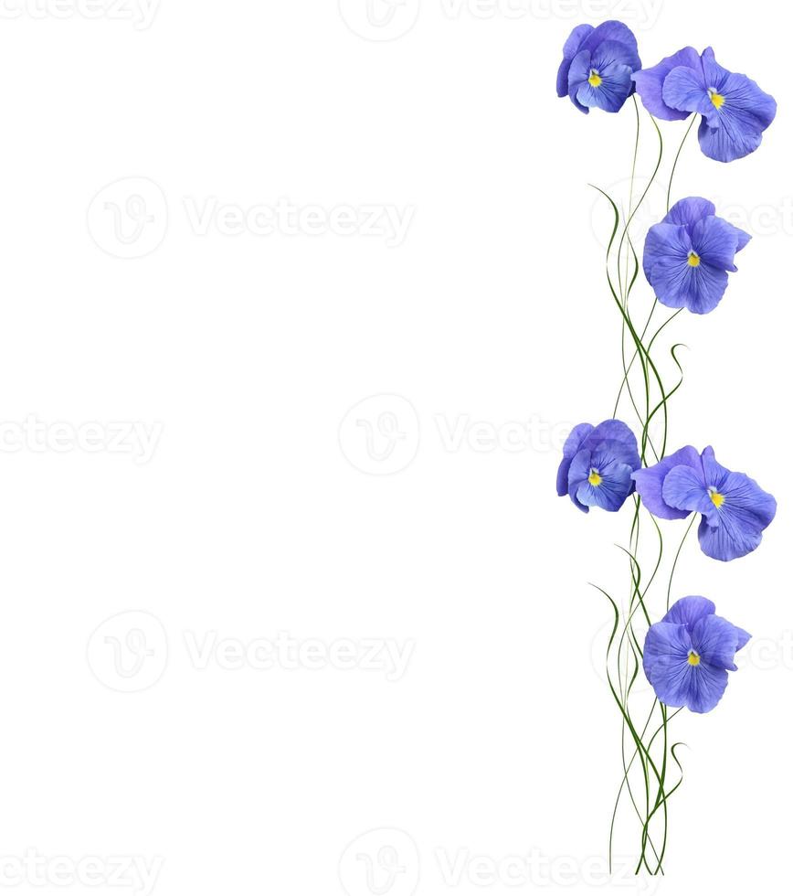 Pansy Violet with Green Leaves on white background photo