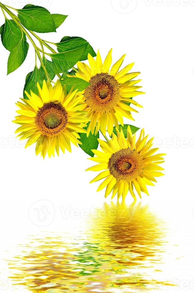 beautiful sunflower isolated on a white background photo