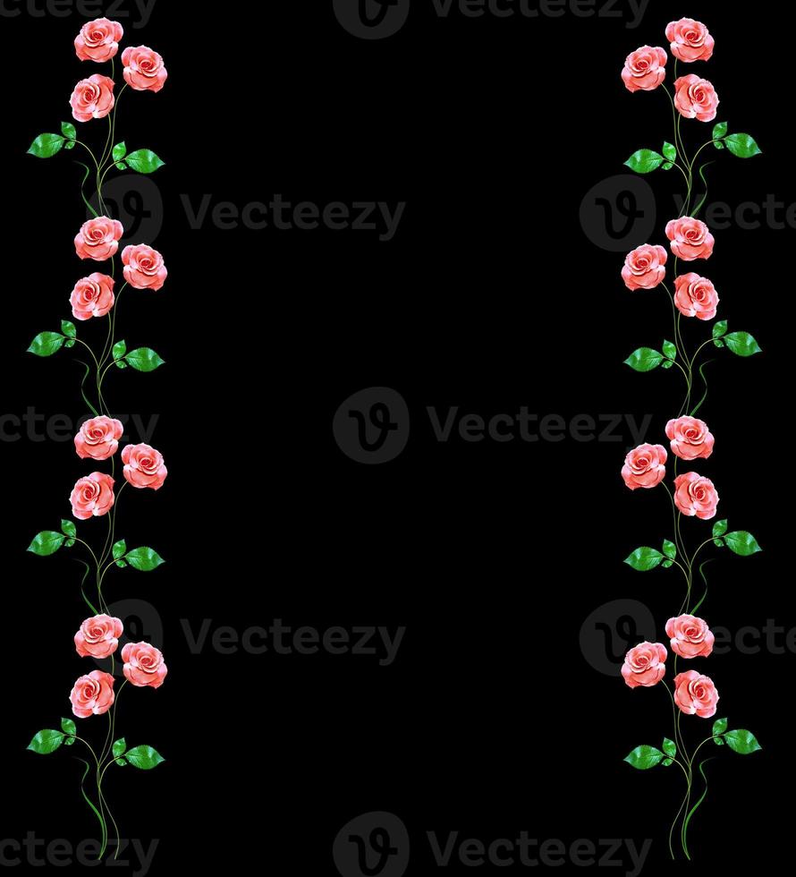 flower buds of roses isolated on black background photo