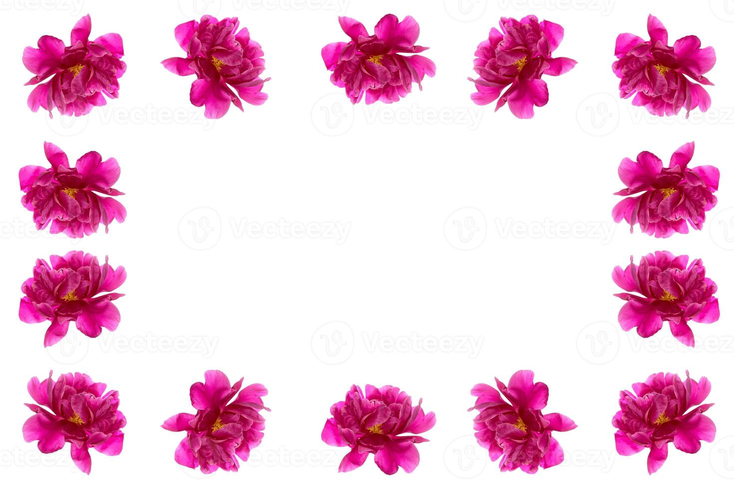 Colorful bright flower peony photo