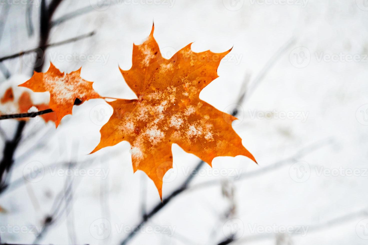 alone maple leaf in the snow. photo