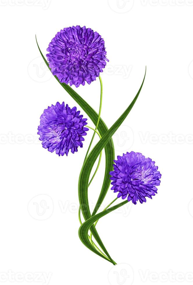 aster isolated on white background photo