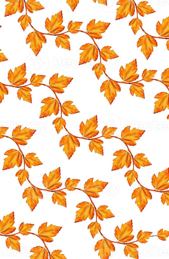 foliage isolated on white background. Golden autumn photo