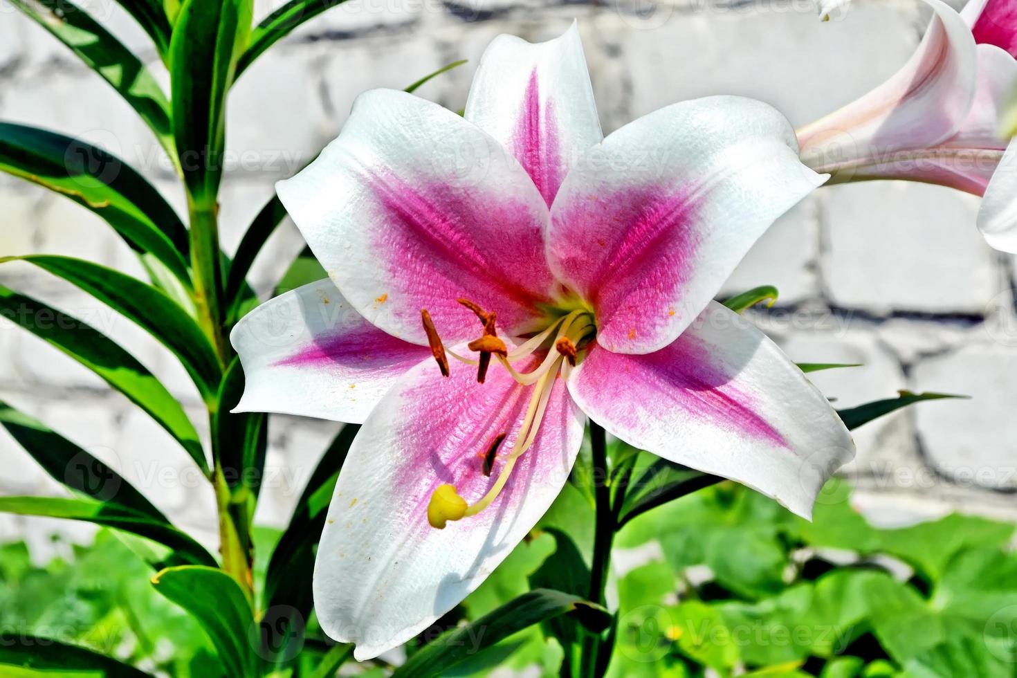 Colorful beautiful flowers lily on the background of the summer landscape. photo