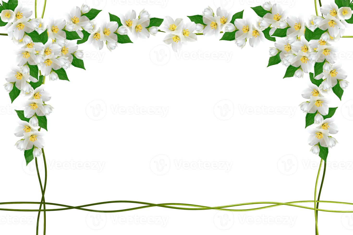 rama de flores de jazmín aislado sobre fondo blanco. primavera foto