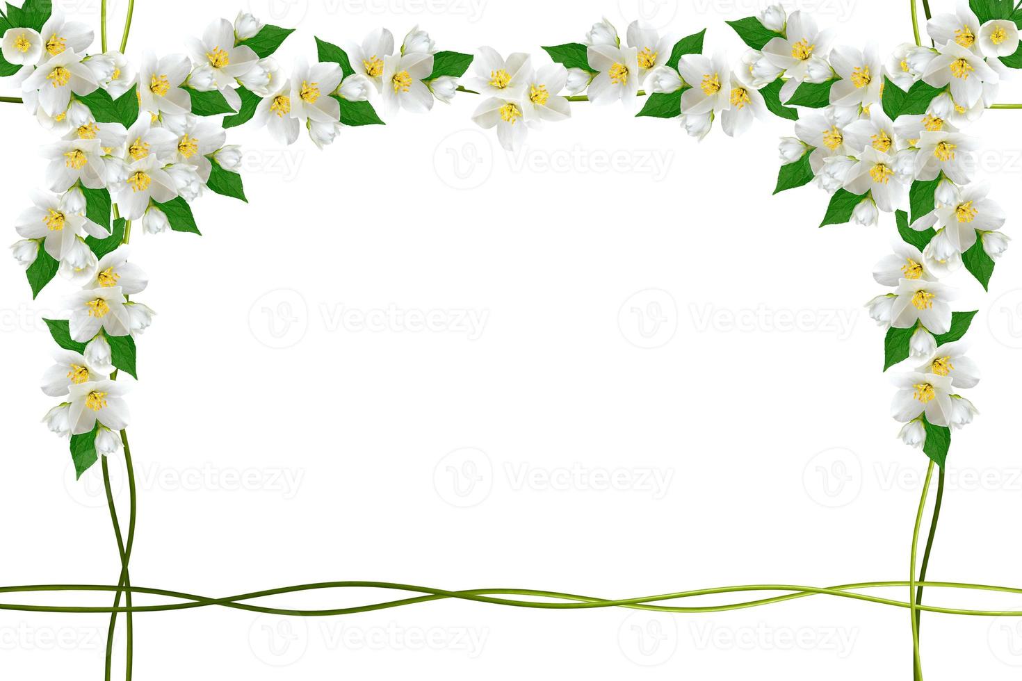 branch of jasmine flowers isolated on white background. spring photo