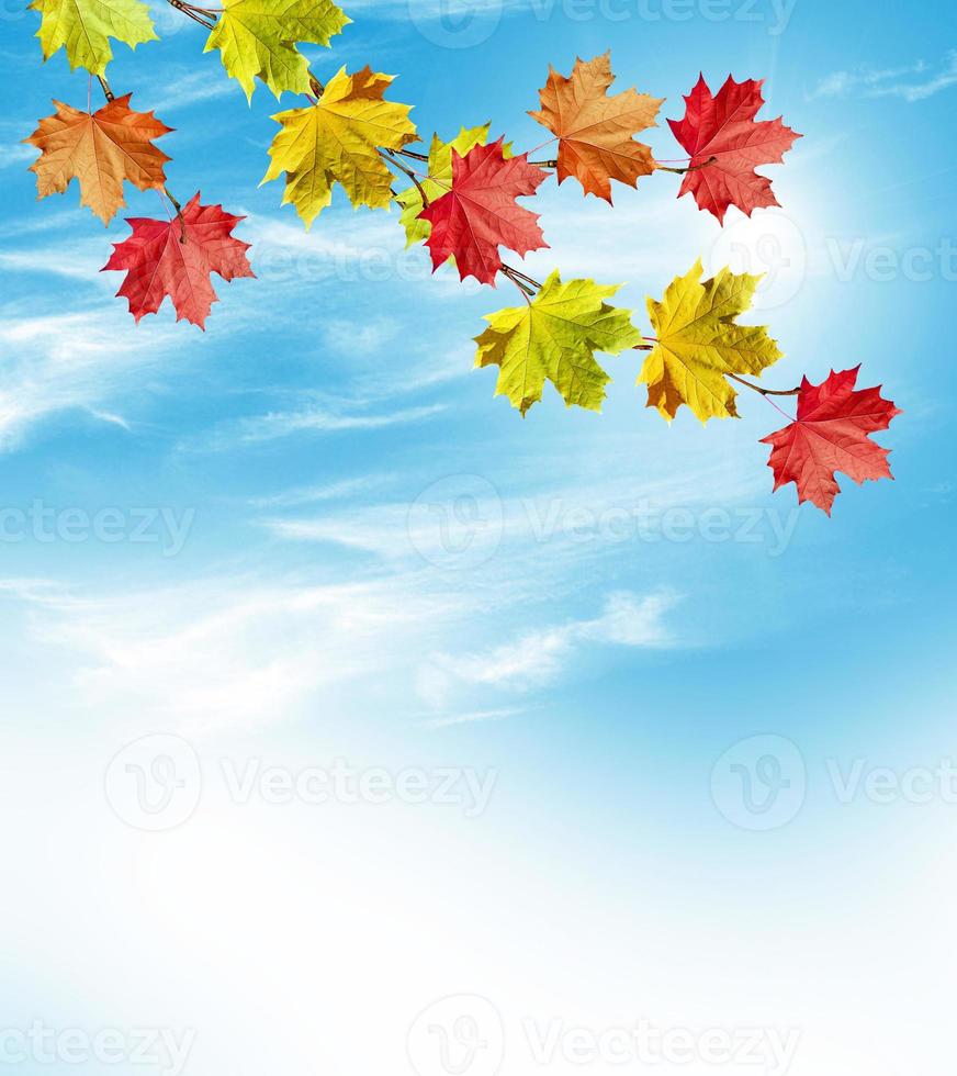 Autumn landscape. Beautiful  leaves. Colorful trees photo