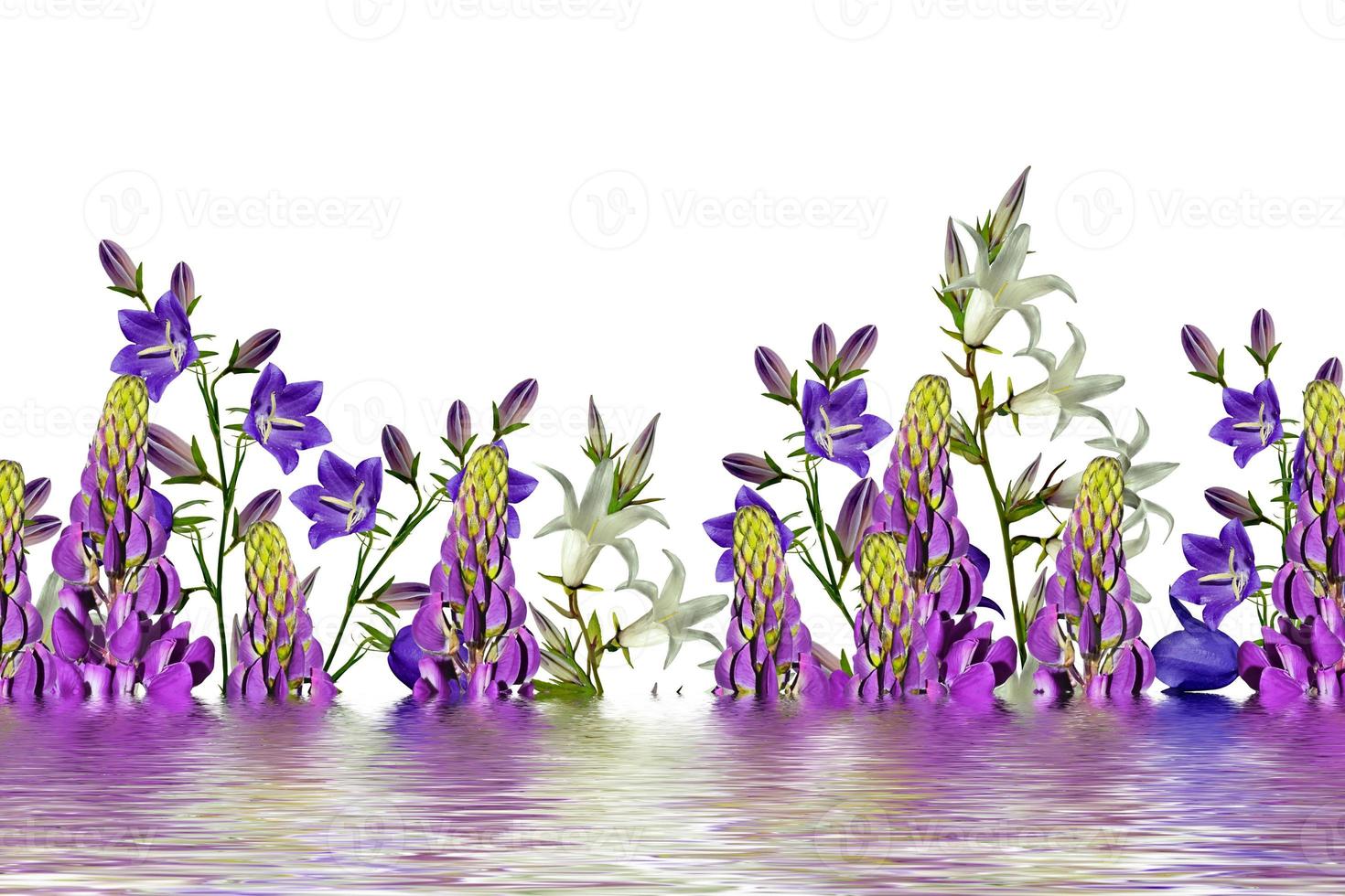 Flowers bells isolated on white background photo