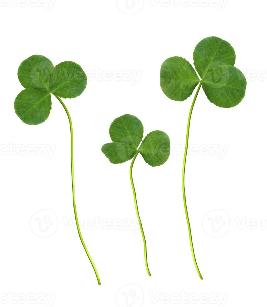 leaf clover on white background photo