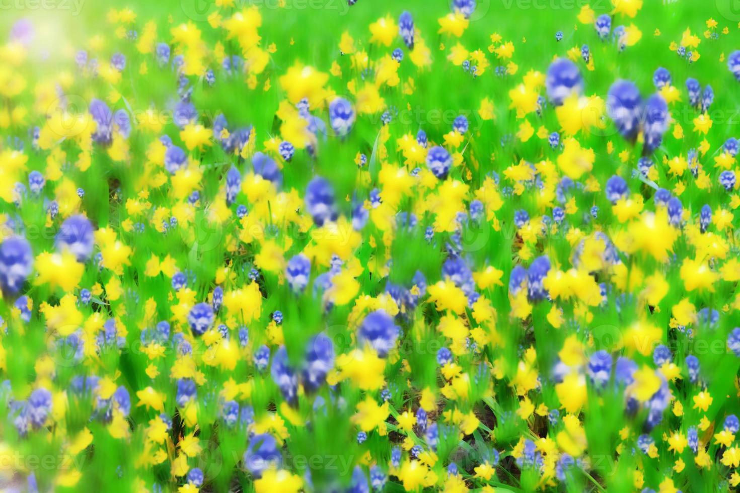 Abstract floral background. Blooming spring flowers. photo
