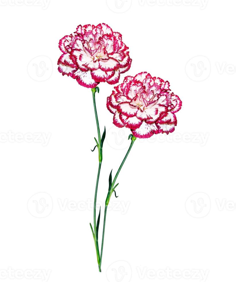 Bouquet of flowers carnation. photo