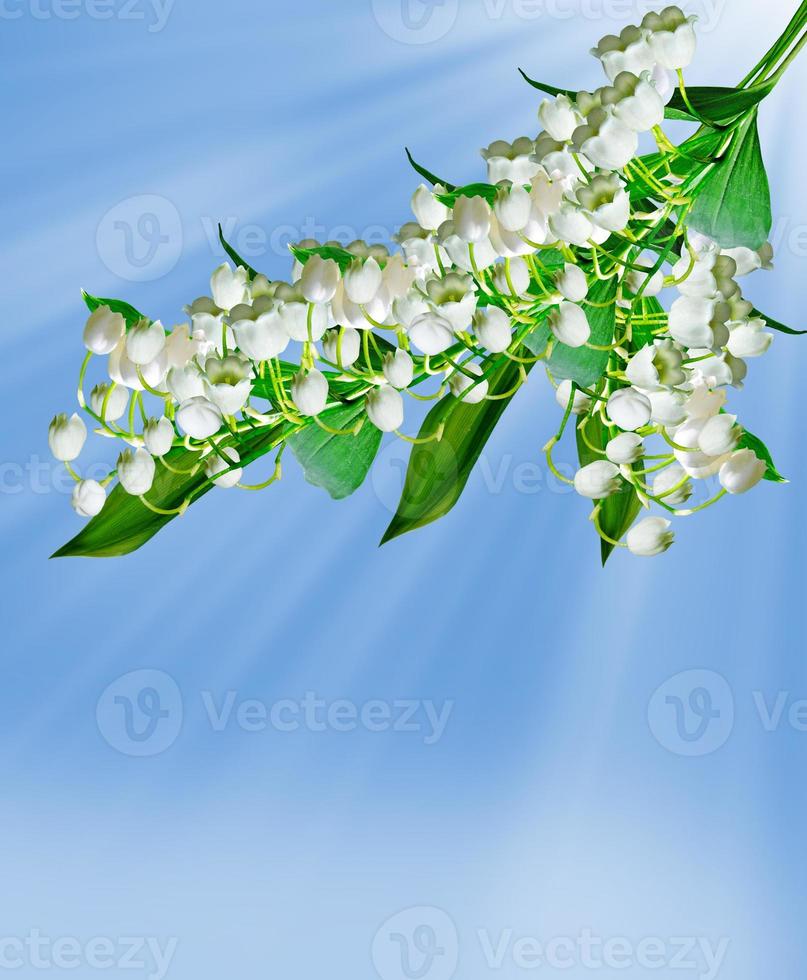 flowers lily of the valley photo